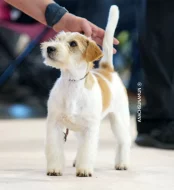 Jack Russell teriér – poslední pejsek s PP k rezervaci