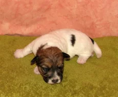 Jack Russell teriér – 1 fenka + 3 pejsci s PP k rezervaci