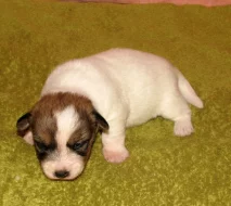 Jack Russell teriér – 1 fenka + 3 pejsci s PP k rezervaci