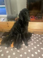 Flat coated retriever - štěňata s PP