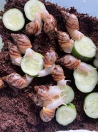 Lissachatina reticulata albino body a classic