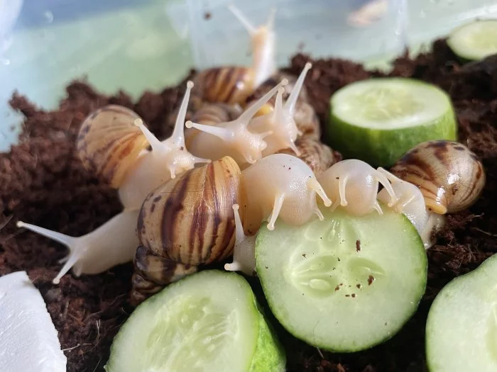 Lissachatina reticulata albino body a classic