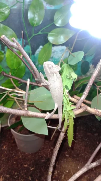 Chameleon jemenský (Chamaeleo calyptratus)