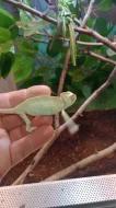 Chameleon jemenský (Chamaeleo calyptratus)