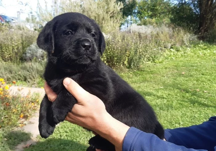 Labradorský Retriever PP