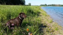 Labradorský Retriever PP