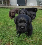 Labradorský Retriever PP