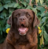 Čokoládová šťěňátka labradorů s PP