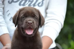 Čokoládová šťěňátka labradorů s PP