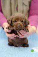 Čokoládová šťěňátka labradorů s PP