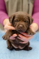 Čokoládová šťěňátka labradorů s PP