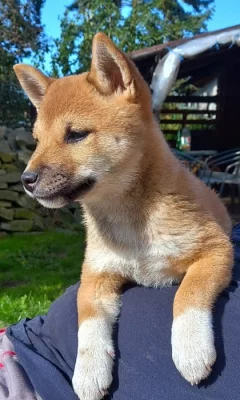 Shiba inu