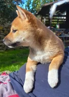 Shiba inu