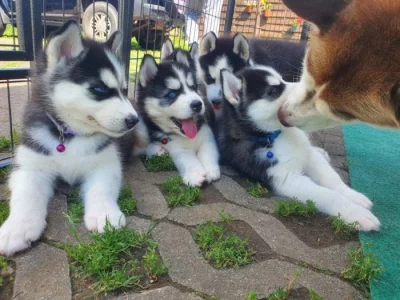 Štěňata sibiřského husky na prodej.