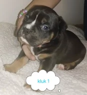 American bully pocket s ABR pp