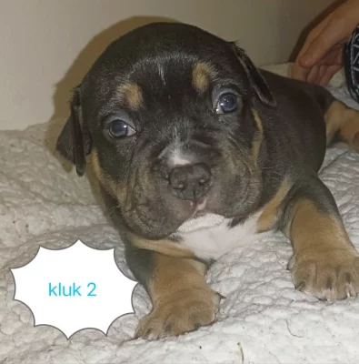 American bully pocket s ABR pp