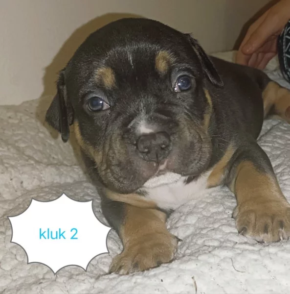 American bully pocket s ABR pp