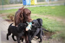 Flat coated retriever