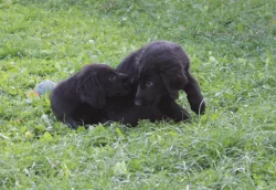 Flat coated retriever