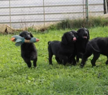 Flat coated retriever