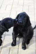 Flat coated retriever