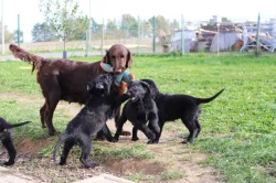 Flat coated retriever