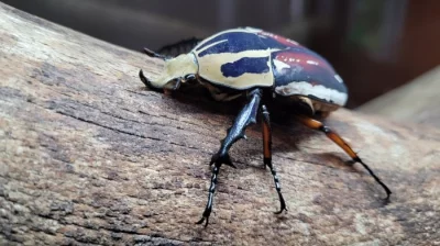 Mecynorhina torquata ugandensis - larvy (L1) - modrá