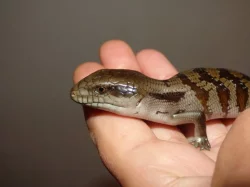 Tiliqua scincoides scincoides - Tylikva australská