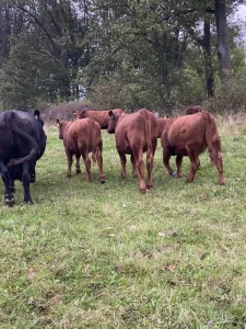 Prodám jalovice Aberdeen Angus