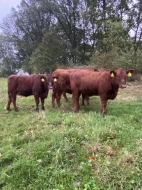 Prodám jalovice Aberdeen Angus