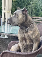 Cane Corso s PP