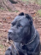 Cane Corso s PP