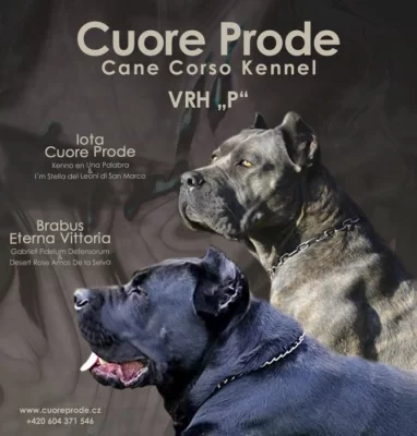 Cane Corso s PP