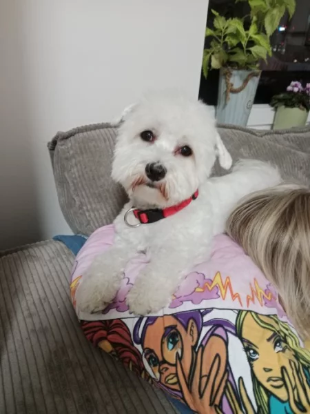 Maltipoo holčička