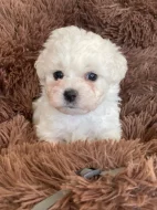 Bichon à poil Frisé s PP