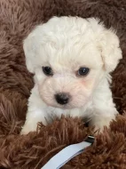 Bichon à poil Frisé s PP