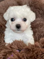 Bichon à poil Frisé s PP