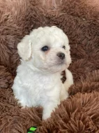 Bichon à poil Frisé s PP