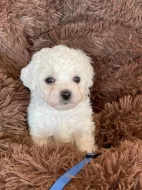 Bichon à poil Frisé s PP