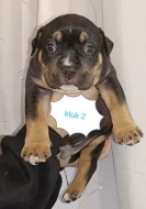 American Bully pocket štěňátka s Pp