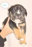 American Bully pocket štěňátka s Pp