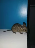 Mláďata osmáků degu