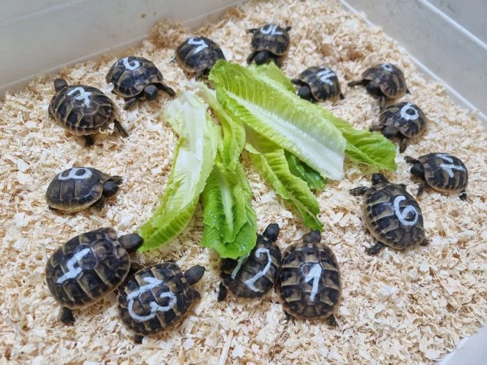 želva zelenavá - Testudo Hermanni