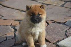 Shiba inu s průkazem původu