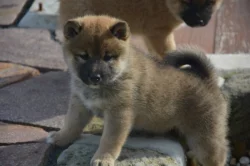 Shiba inu s průkazem původu