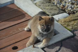 Shiba inu s průkazem původu