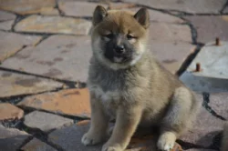 Shiba inu s průkazem původu