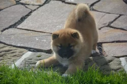 Shiba inu s průkazem původu