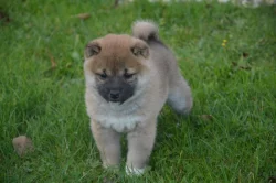 Shiba inu s průkazem původu