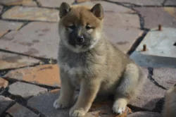 Shiba inu s průkazem původu